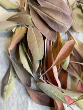 Load image into Gallery viewer, DAYDREAM Sacred Serum