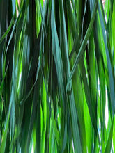 Load image into Gallery viewer, EVENTIDE Face & Body Oil