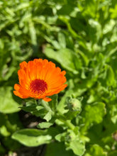 Load image into Gallery viewer, DAYDREAM Sacred Serum